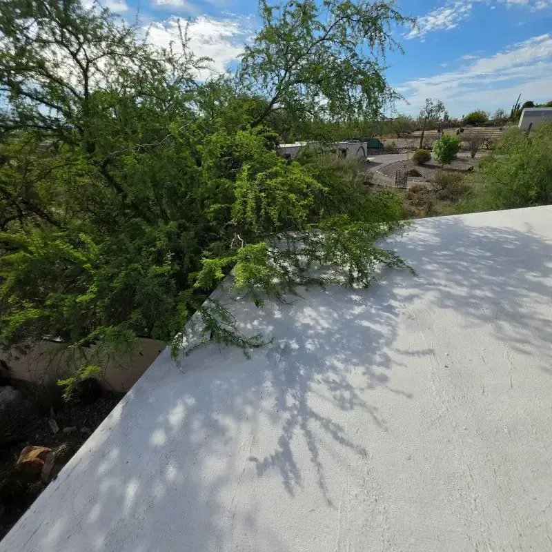 Tree Branches on Coated Roof