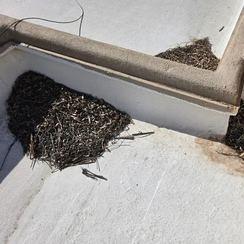 Foilage on Roof